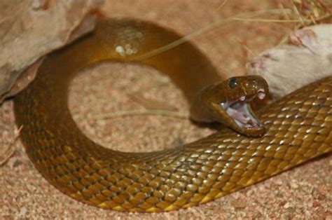 Inland Taipan Facts and Pictures