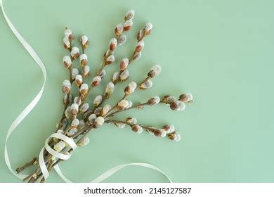 Thousand Pussy Willow Sprigs Royalty Free Images Stock Photos