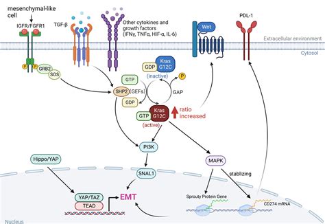 Frontiers Non Genetic Adaptive Resistance To Krasg C Inhibition Emt