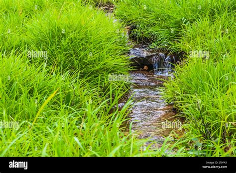 tropical forest high contrast and colorful Stock Photo - Alamy