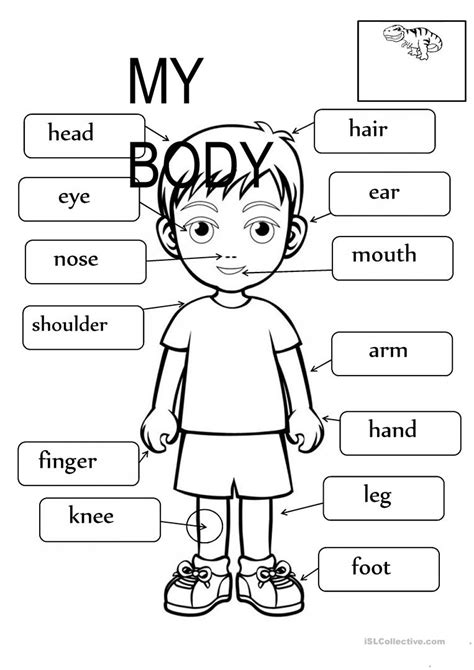 Free Printable Worksheets Kindergarten Body Parts Peggy Worksheets