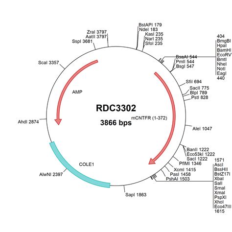 Mouse Cntfr Alpha Np Versaclone Cdna Rdc R D Systems