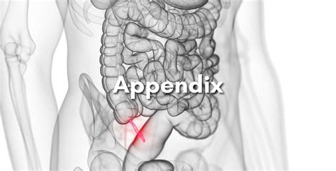 Appendix Alpine Surgical Practice Colorectal Surgeon Lipoma Removal Colonoscopy