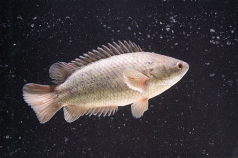 Anabas Testudineus Climbing Perch in Fish Tank,dust in Water Stock Image - Image of colorful ...