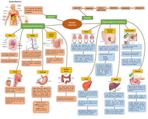 Mapa Conceptual Del Sistema Digestivo Pptx