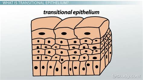 Transitional Epithelium | Function, Location & Characteristics - Lesson ...