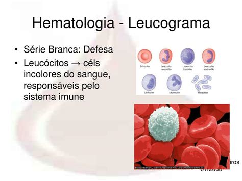 O Que Leucograma Segmentados Braincp