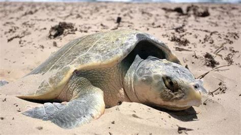 More Than 7k Sea Turtle Nests Found In South Carolina So Far This Season The National Desk