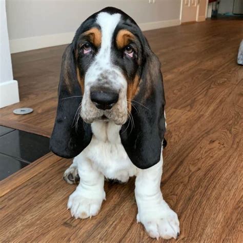 All The Colors And Markings Of Basset Hound With Pictures