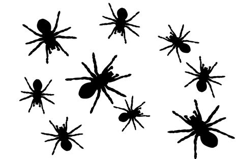 Spiders Free Stock Photo Public Domain Pictures