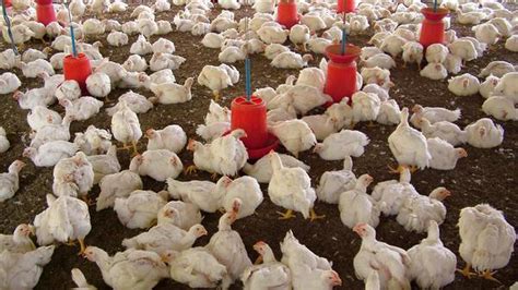 Broiler Chicken Prices Soar In Kerala As Covid Disrupts Bird Supply