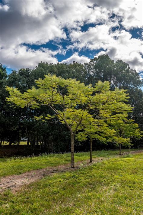 Eudlo Native Trees Wholesale Nursery Native Plants And Trees