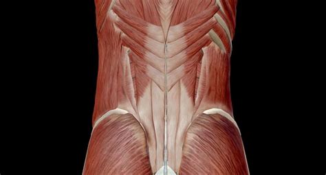 El abdomen es la parte del cuerpo entre el tórax el pecho y la pelvis