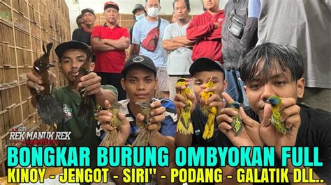 Bongkar Geden Burung Ombyokan Ready Kinoy Jengot Siri Jalak