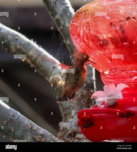Rufous Hummingbird Selasphorus Rufus Aves Stock Photo Alamy