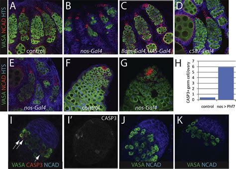 Phf Controls Male Sex Determination In The Drosophila Germline