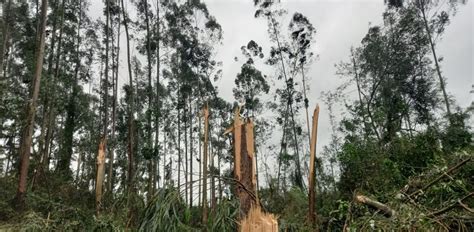 Temporal Derruba Rvores E Interdita Sc Em Santa Helena