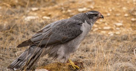 Northern Goshawk | Audubon Field Guide