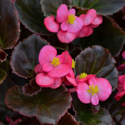 Begonia Bada Boom Bronze Leaf Rose Gertens Garden Center