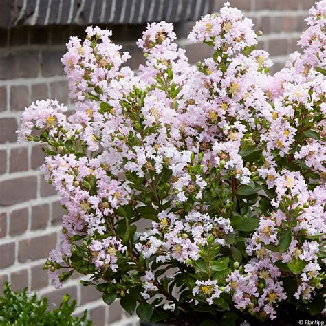 Lagerstroemia Indica With Love Babe Milaperl Lilas Des Indes Nain