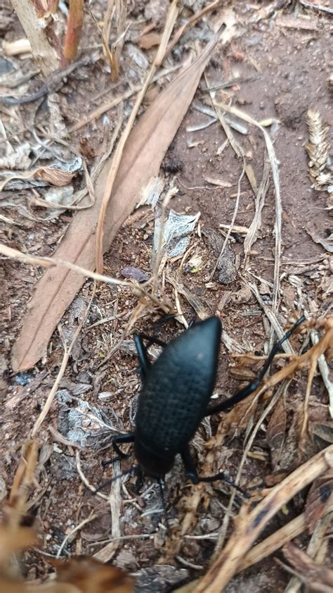 Desert Stink Beetles from 34897 Dgo México on October 8 2023 at 12