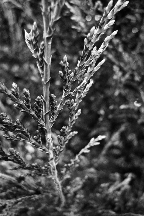 Leylandii | The Leylandii between us and our immediate neigh… | Flickr