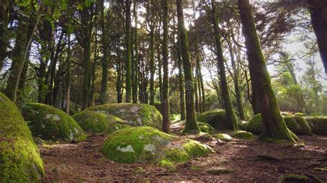 Rboles Forestales Con La Luz Del Sol Reventando A Trav S De Ramas De