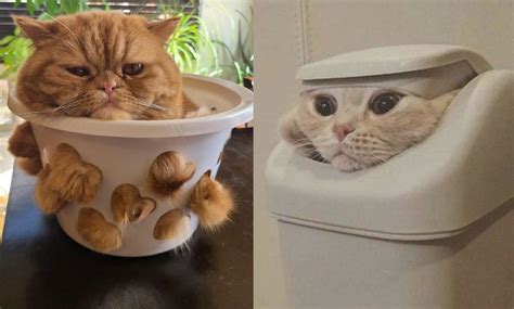 Versatile Cats That Prove No Space Is Too Small For Them Meme And