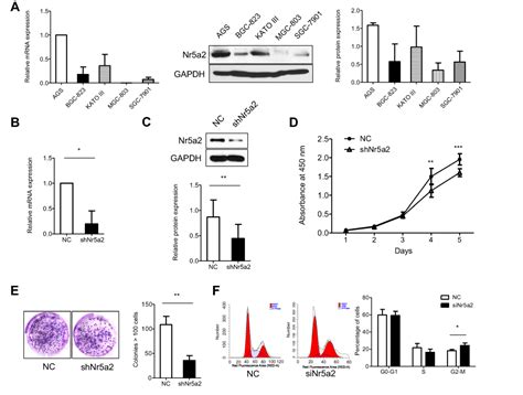 Nr5a2 Promotes Tumor Growth And Metastasis Of Gastric Cancer AGS Cells