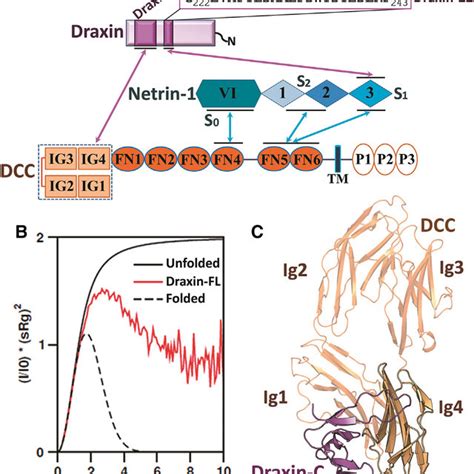 Netrin 1 Induced ERK 1 2 Activation Occurs In Commissural Neurons A