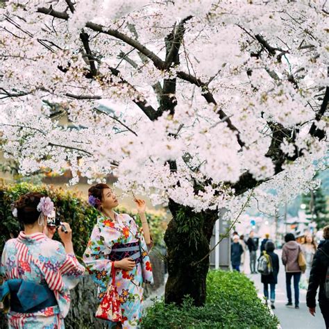 Gambar Bunga Di Jepang Denah