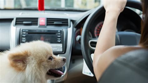 Atados En Jaula O Sueltos Cuál Es La Manera Correcta De Viajar En Auto Con Las Mascotas Infobae