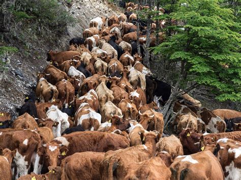 Arreo de Ganado en Mallín Grande Cabalgatas