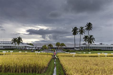 Legacy Of Father Of Hybrid Rice Continues At Irri Amid Food Security Concerns We Know Rice