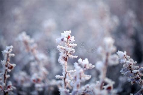 Frost on plants stock image. Image of freeze, nature - 177427323