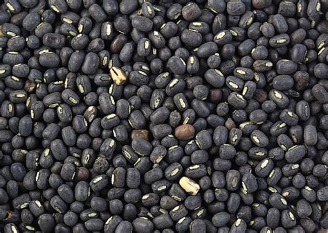 Black Sabut Urad Dal High In Protein At Rs Kg In Bengaluru Id