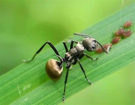 what do ants do in grow a garden roblox 7