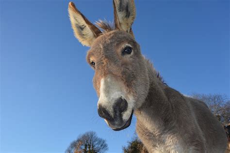 Donkey Head Ass Domestic Animal Free Photo On Pixabay