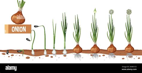 Life Cycle Of Onion Plant Diagram Illustration Stock Vector Image Art