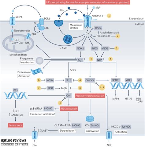 Nature Reviews Disease Primers On Twitter In Hepaticencephalopathy