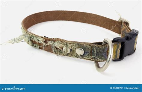 Fido Needs a New Collar stock image. Image of buckle - 95250781