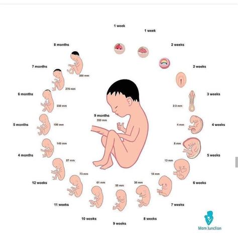 Pregnancy & Gynecology & Baby on Instagram: "Week by week baby ...