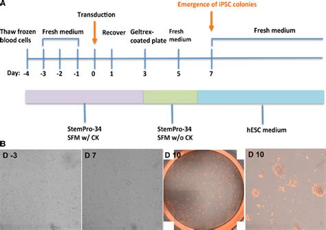 Derivation Of Human Ipscs From Human Peripheral Blood Samples A Scheme