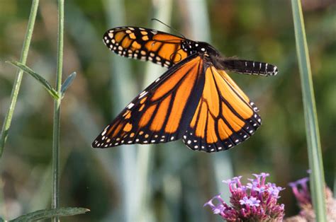 Las Primeras Mariposas Volaron En Am Rica Del Norte Y Central