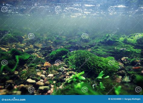 Underwater Scenery In River Water Stock Photo Image Of Leaf Life