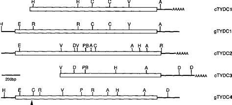 Figure 1 From Differential And Tissue Specific Expression Of A Gene