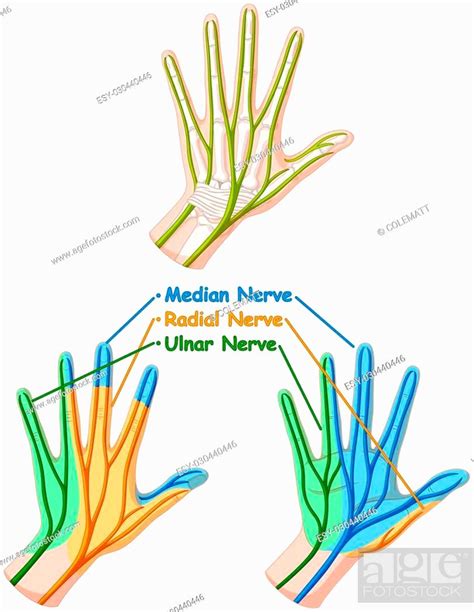 Color diagram showing hand nerve illustration, Stock Vector, Vector And Low Budget Royalty Free ...