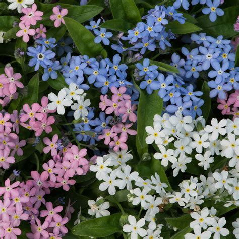 shop myosotis mixed forget    parkers
