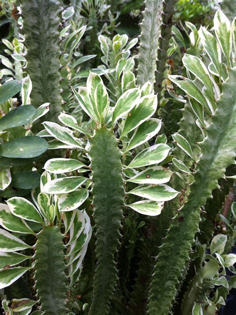 Lg Euphorbia Trigona Variegated White Tip Cactus Euphorbiaceae