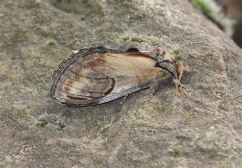 Notodonta Ziczac Linnaeus 1758